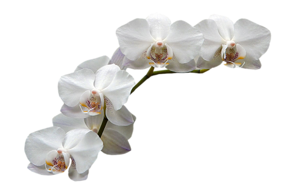 Орхидея на белом фоне
