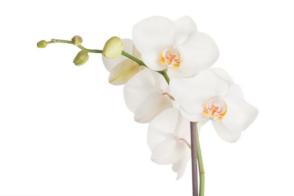 Белая Орхидея на белом фоне