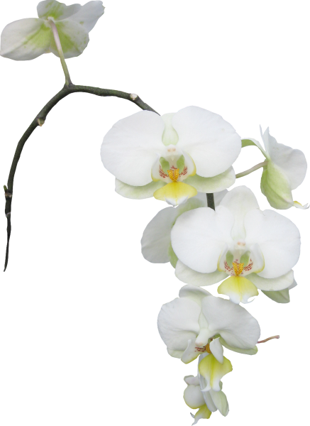 Белые цветы фаленопсис