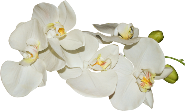 Белая Орхидея