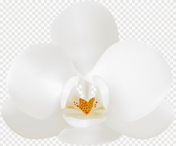 Орхидея на белом фоне