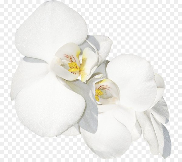 Фаленопсис белый