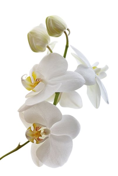 Фаленопсис белый