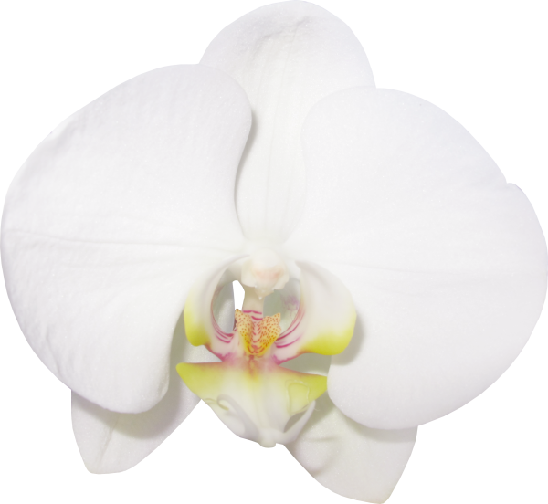 Орхидея фаленопсис ваниль