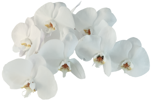 Фаленопсис кобальт