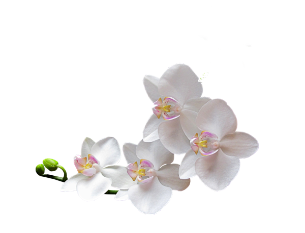 Орхидея ЗТП