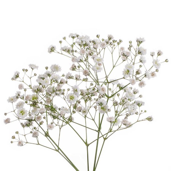 Гипсофила Экселенс