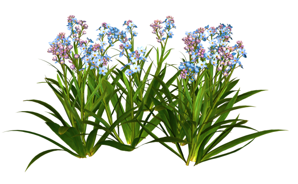 Растения на прозрачном фоне