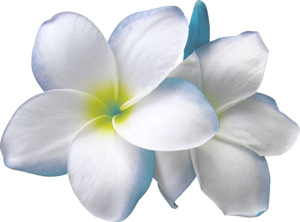 Цветок Франжипани на белом фоне