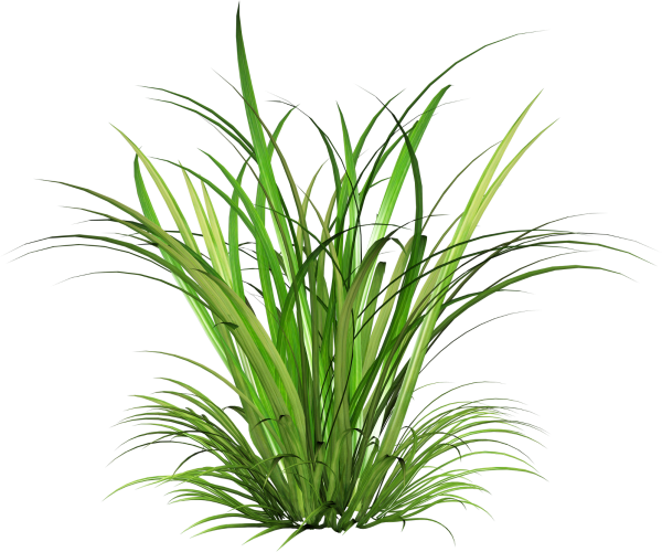 Cymbopogon martinii