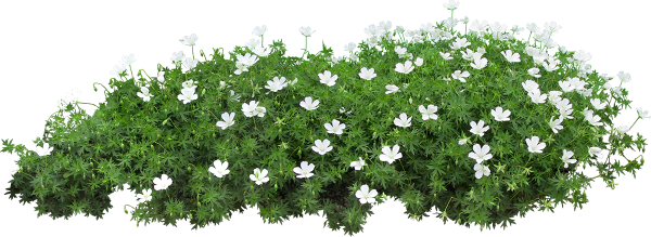 Герань почвопокровная многолетняя