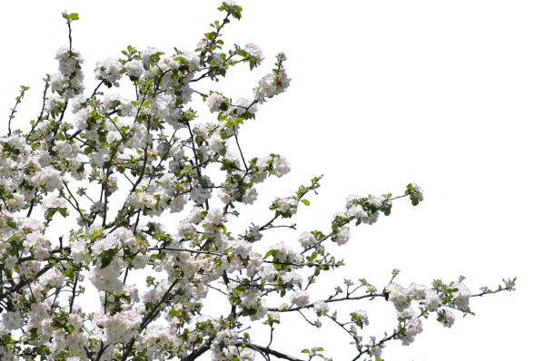 Ветка дерева с цветами