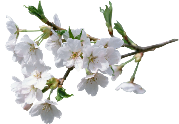 Прунус Вайт