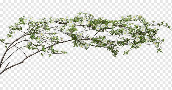 Веточка плетистой розы