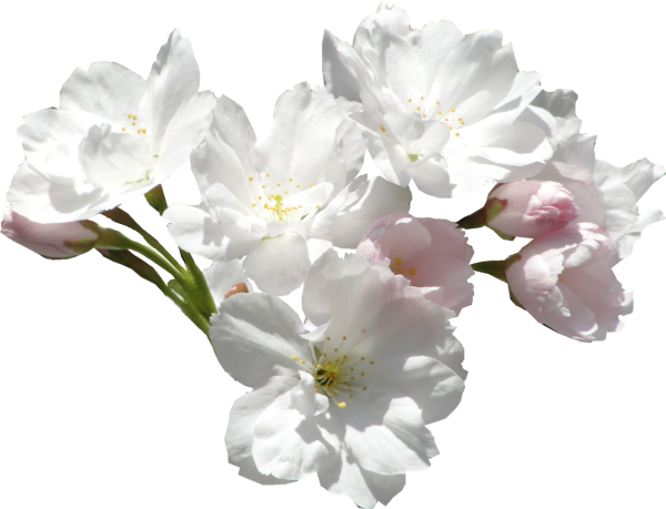 Цветы без фона