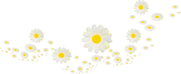 Ромашка на белом фоне