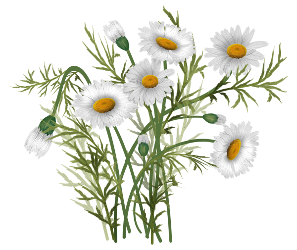 Полевые цветы на белом фоне