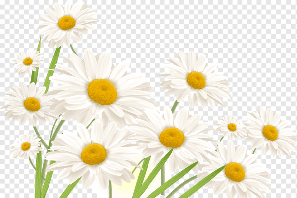 Ромашка на белом фоне