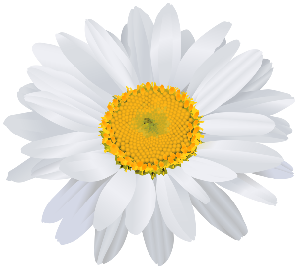Ромашка на белом фоне