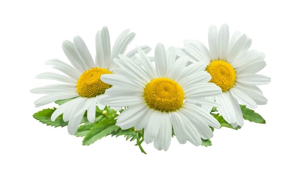 Цветок Ромашка без фона