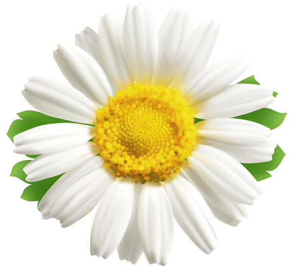 Ромашки картинки красивые