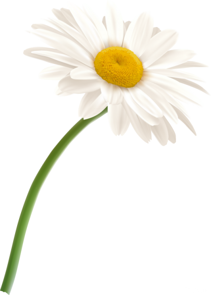 Цветок Ромашка на белом фоне