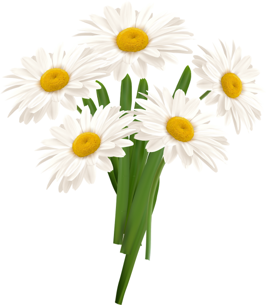 Ромашка на белом фоне