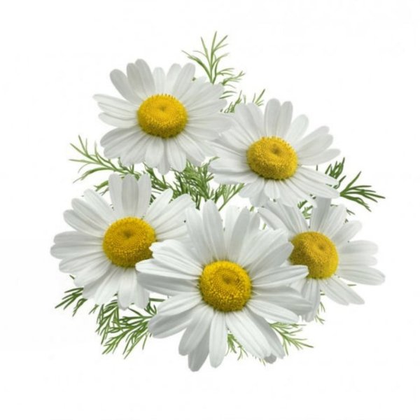 Букет ромашек на белом фоне