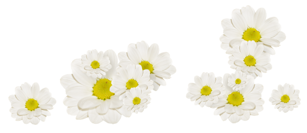 Россыпь ромашек