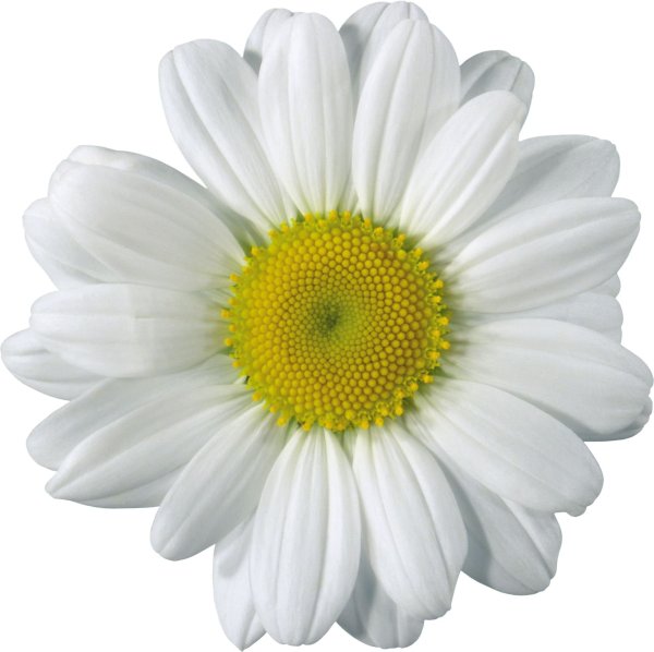 Ромашка цветы