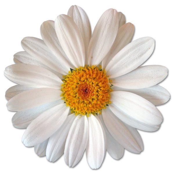 Ромашки Дейзи Флауэр