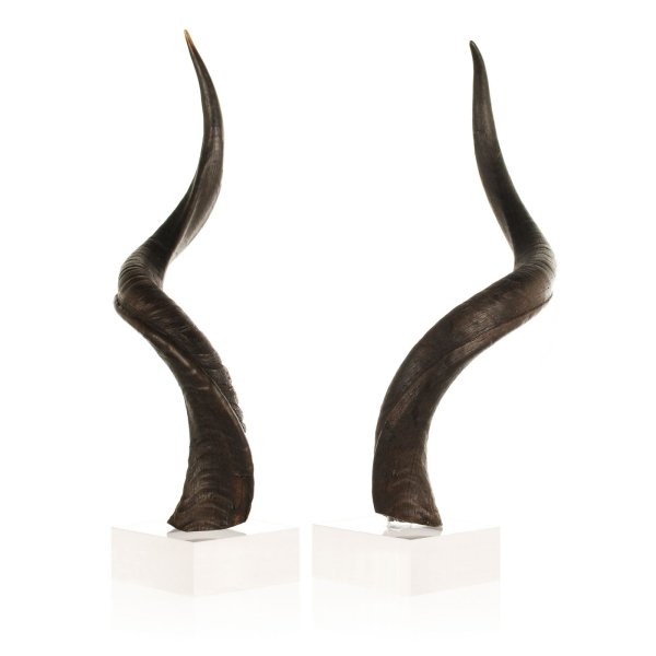 Рога на белом фоне