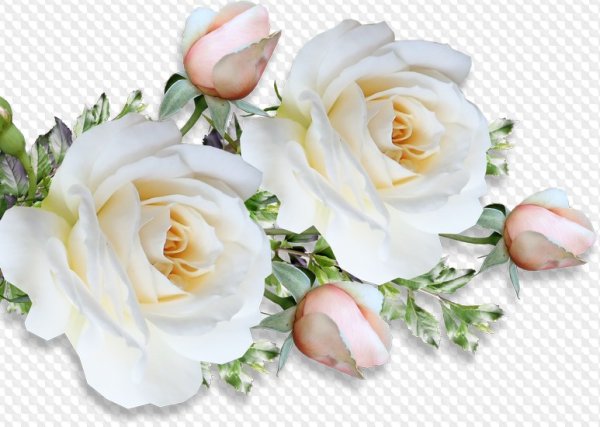 Клипарт белые розы на прозрачном фоне