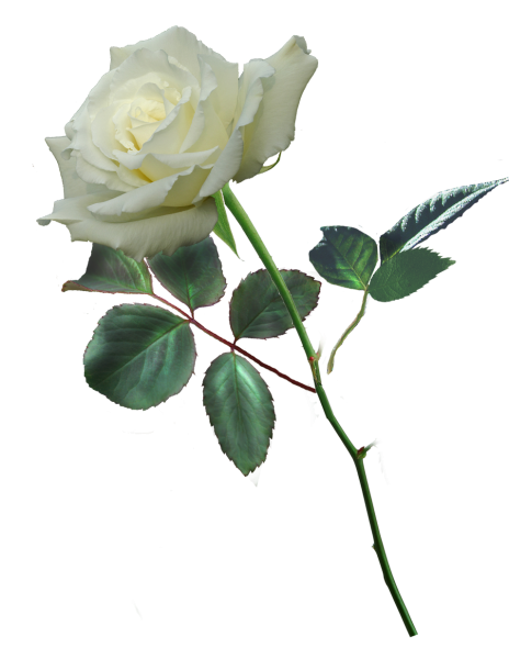 Ветка розы на прозрачном фоне