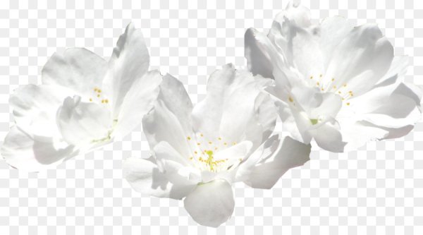 Нежные цветочки на прозрачном фоне