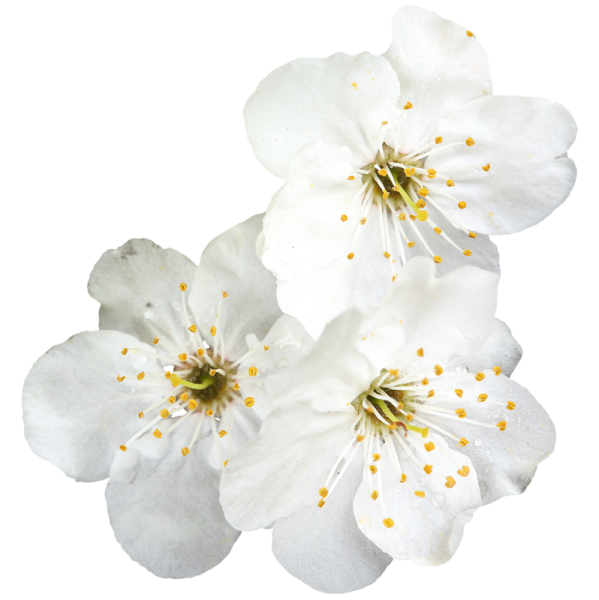 Белые прозрачные цветы