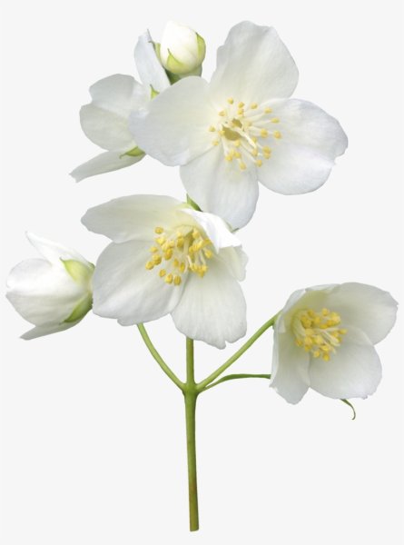 Белые цветы Жасмин