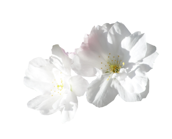 Белые цветы для фотошопа