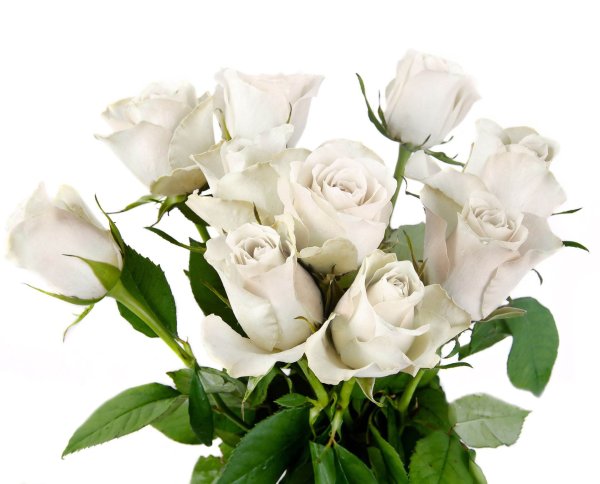 Роза Роял Порцелина