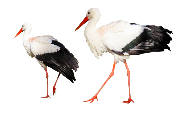 Аист на прозрачном фоне