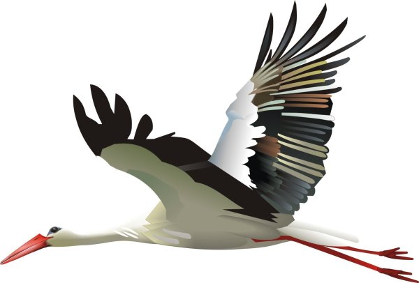 Аист летит