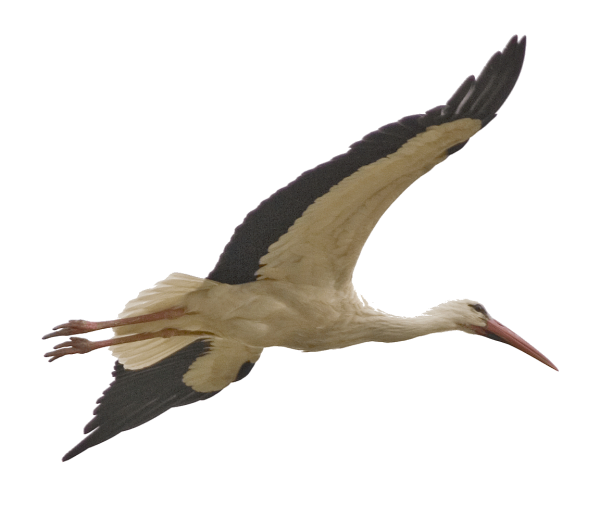 Аист на белом фоне в полете