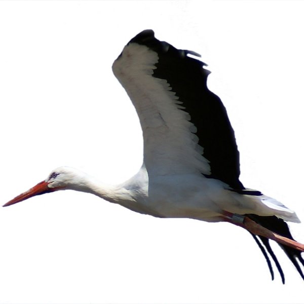 Аист на белом фоне в полете
