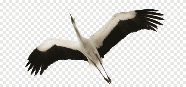 Аист без фона