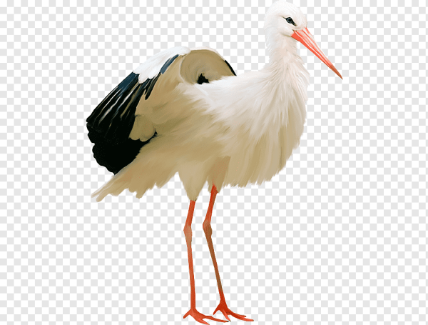 Аист на прозрачном фоне