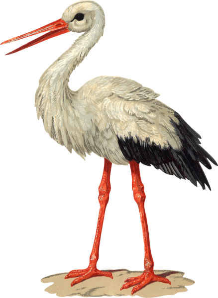 Аист рисунок