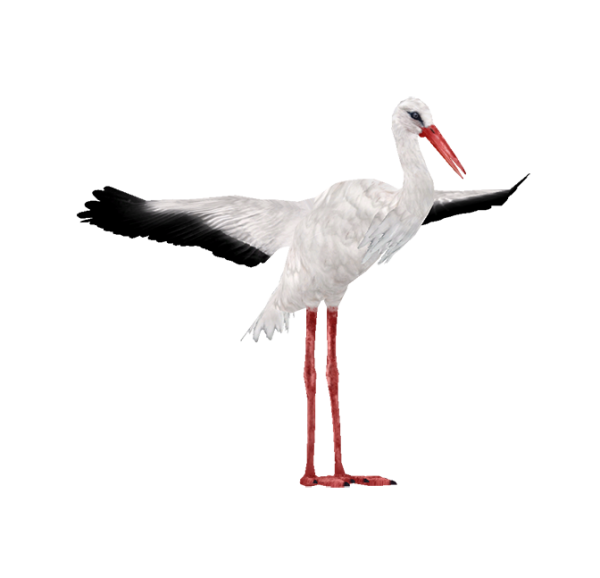 Белый Аист на белом фоне