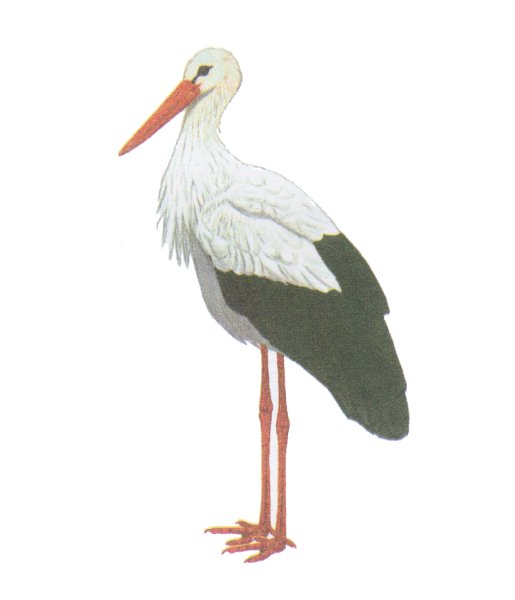 Аист в хорошем качестве на белом фоне