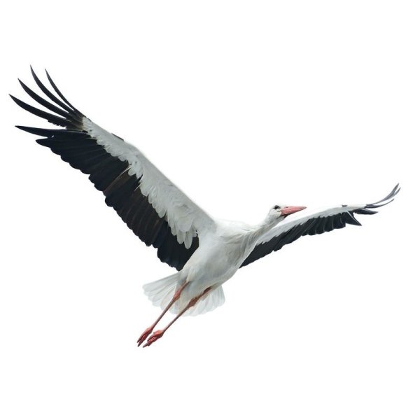 Улетающие Аисты на белом фоне