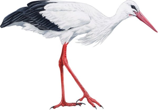 Аист рисунок